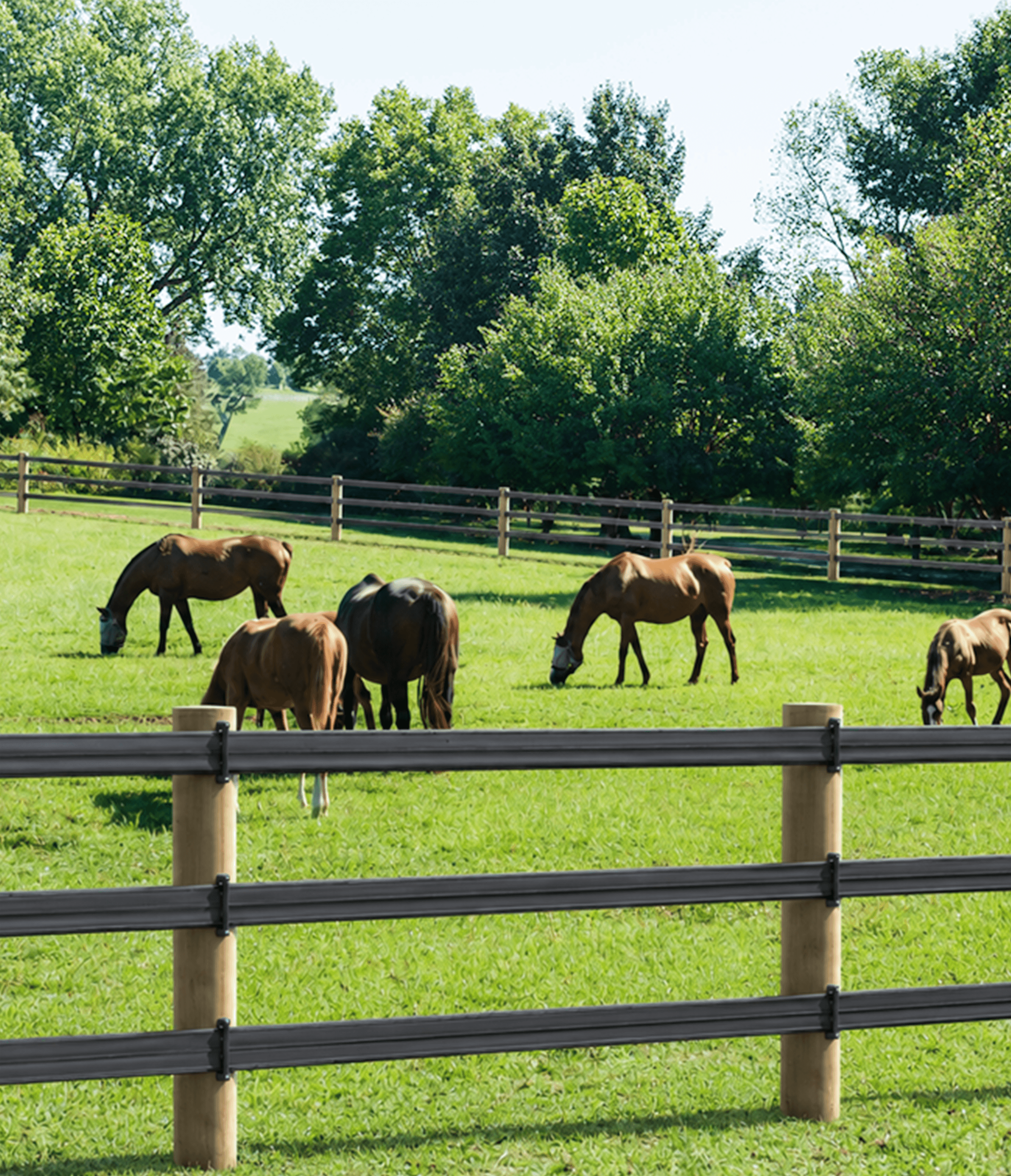 Horse near fencing