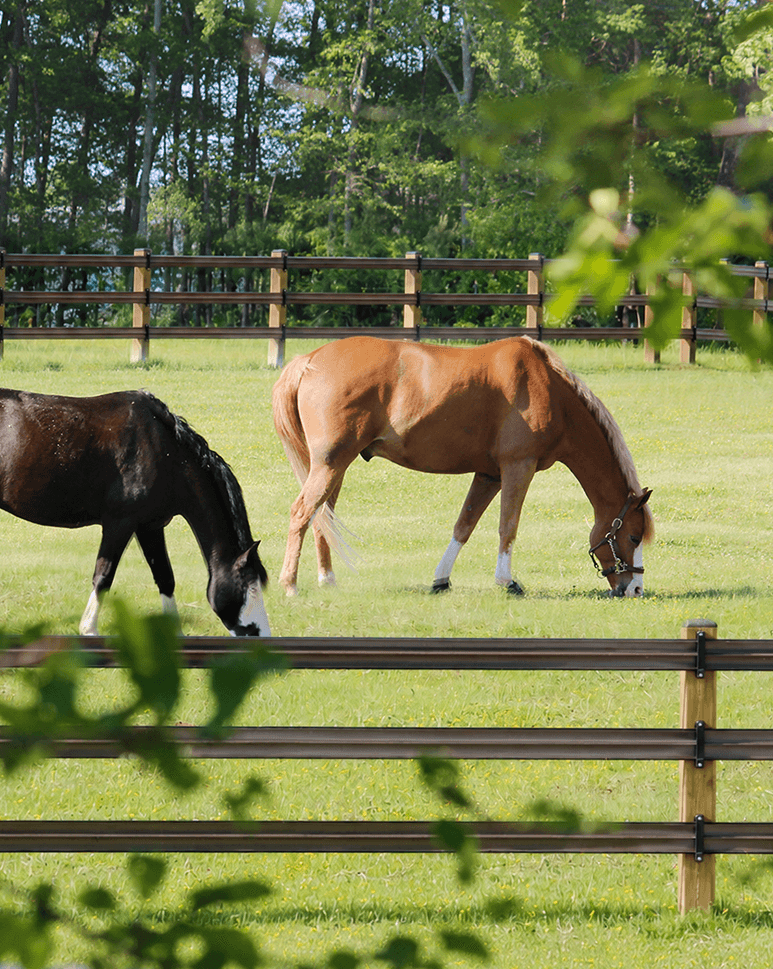 Built around how horses actually move.