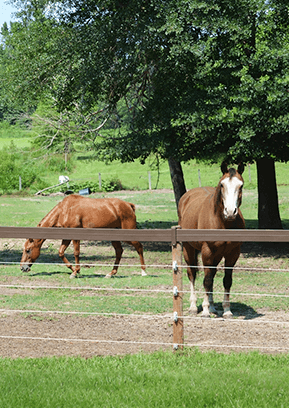Horse-friendly system