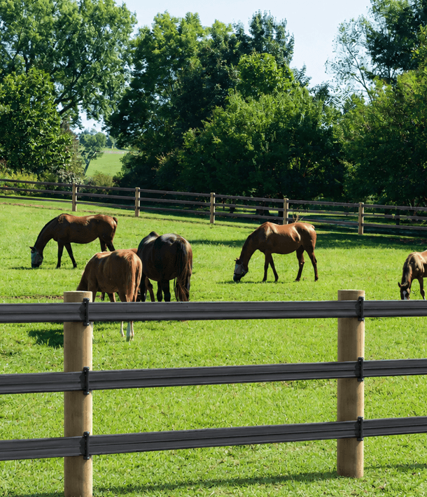 Horse near fencing